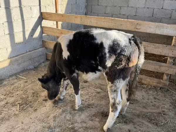 Bull, Belgian Blue
