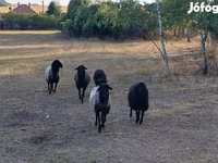 雌羊, Karakul sheep — 写真 1