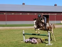 حصان, Pinto horses — الصورة 2