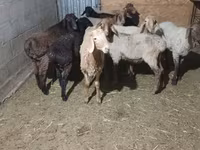 भेड़, भेड़ — फ़ोटो 2