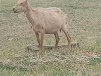 公山羊, Saanen goat — 照片 1