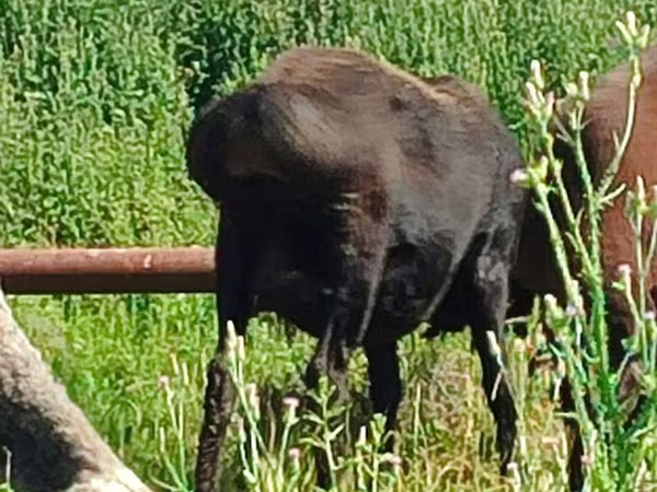 Owca, Arashan sheep