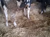 सांड, Russian Black pied cattle — फ़ोटो 5