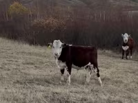 Бик, Казахська білоголова корова — фото 1
