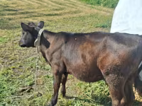 Cow, Jersey breed — photo 1