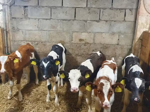 Buğa, Simmental cattle