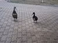 इंडियन रनर — फ़ोटो 2