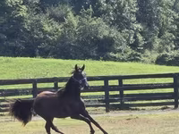 Cheval, Rocky Mountain Horse — photo 2