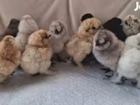 Silkie — zdjęcie 7