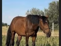 فرس, Nonius horse — الصورة 5