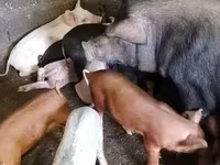 मादा सूअर, Гемпшир — फ़ोटो 2