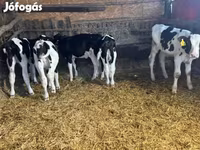 Býk, Russian Black pied cattle — foto 1