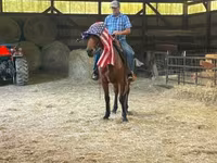 Cheval, Standardbred — photo 5