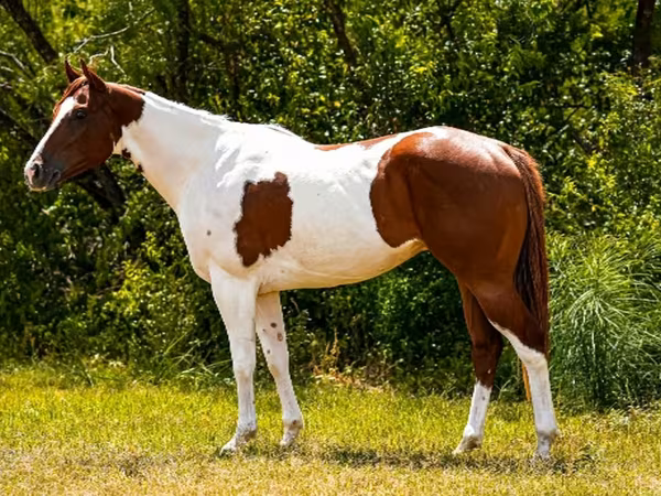Hengst, American paint horse