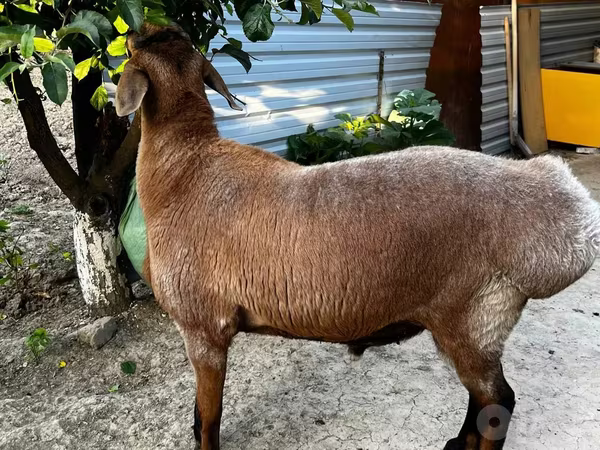 公羊, Sheep