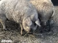 Pigs (batch, sex not specified), Мангалица — photo 4