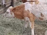 Bovinos (lote, sexo no especificado), Simmental cattle — foto 4