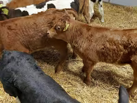 Bovins (lot, sexe non indiqué), Simmental cattle — photo 6
