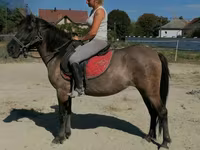 Jument, Polish pony — photo 1