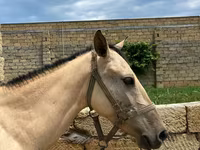 马匹（批次，未指定性别）, Horses — 照片 5