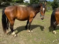 Mare, Međimurje horse — photo 5