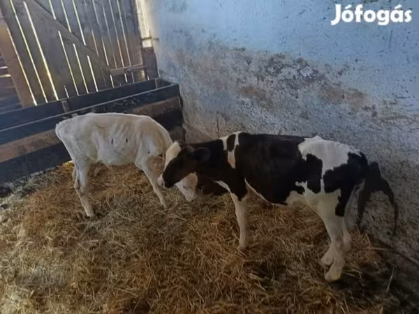 सांड, Russian Black pied cattle