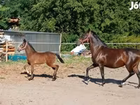 Mare, Lipizzaner — photo 5