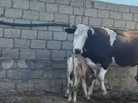 गाय, Simmental cattle — फ़ोटो 2
