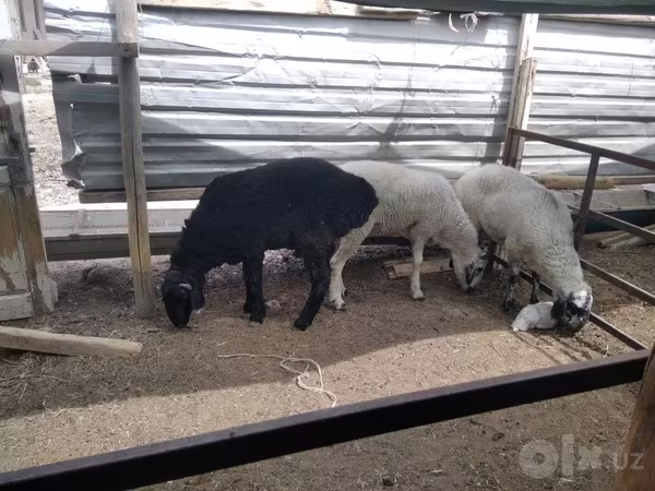 公羊, Sheep