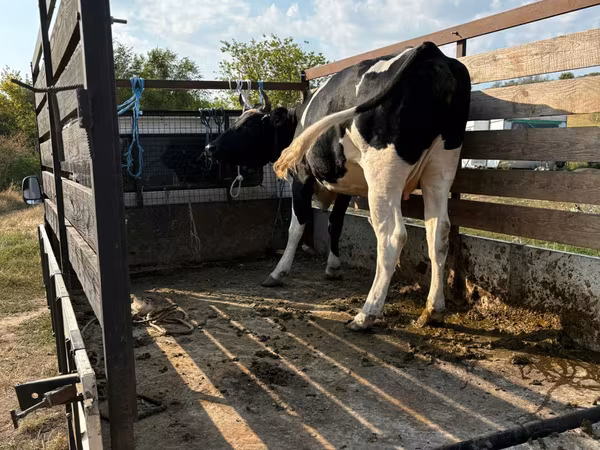Cow, Russian Black pied cattle