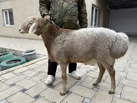 Bélier, Moutons — photo 1