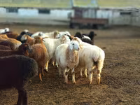 Bélier, Moutons — photo 1