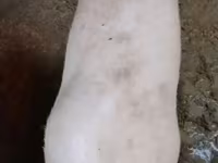 मादा सूअर, Ландрас — फ़ोटो 6