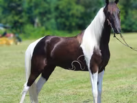 حصان, Tennessee Walking Horse — الصورة 2