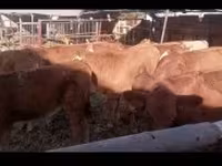 公牛, Limousin cow — 照片 1