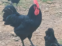 Australorp — photo 1
