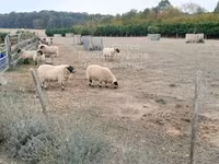 Carnero, Scottish Blackface sheep — foto 1