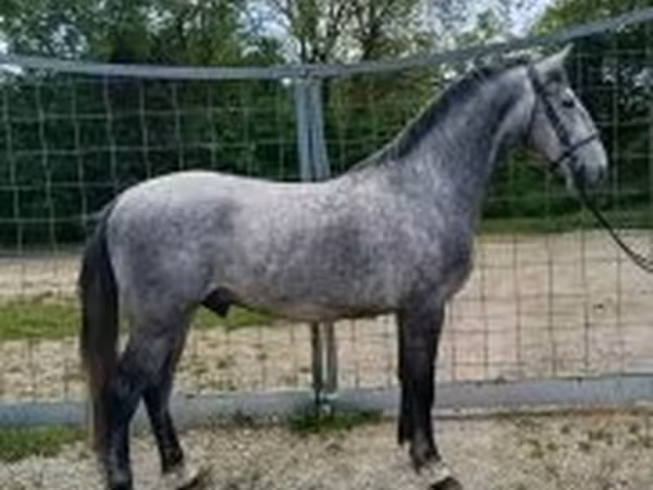 Horse (M), Lipizzaner