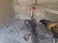 Chickens — foto 3
