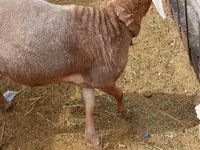 मेढ़ा, Katum sheep — फ़ोटो 4