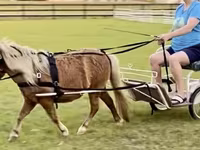 公马, Miniature horse — 照片 7