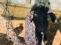Bode, Cabras — foto 1