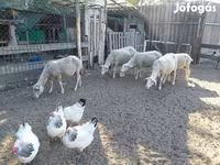 Oveja, Lacaune sheep — foto 8