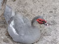Ducks — photo 2