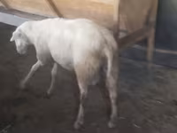 公羊, Sheep — 照片 5
