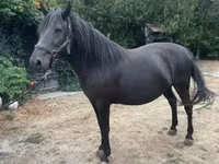 Jument, Hucul pony — photo 1