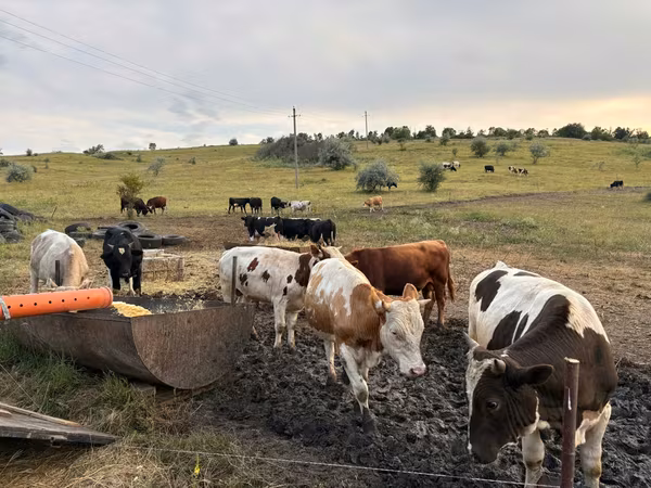 公牛, Simmental cattle