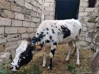 Krowa, Russian Black pied cattle — zdjęcie 2