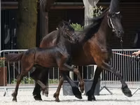 Cheval, Friesian — photo 1