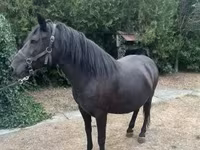 Klisna, Hucul pony — foto 7